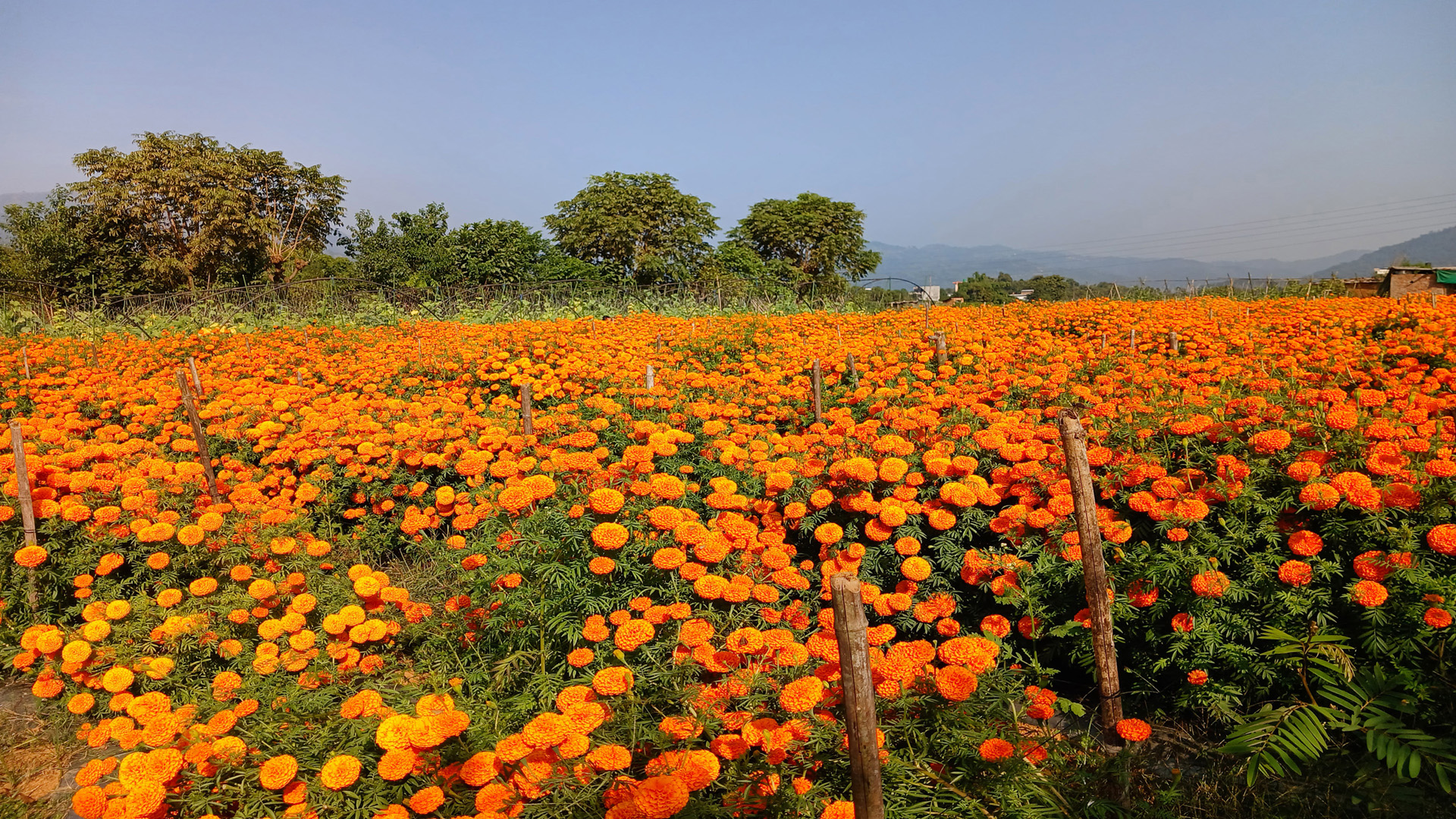 Flower Cultivation1699981328.jpg